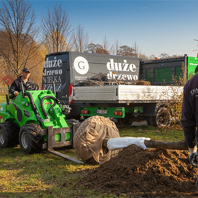 szkólka, szkólka roślin, transport roślin, duże drzewo, avant, ładowarka avant, korzenia, usługa ogrodnicza