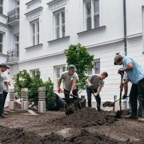 zieleń w mieście, zieleń, roślina, rośliny, krzewy, krzew, usługa ogrodnicza, rośliny w mieście, sadzenie roślin, sadzenie, ziemia, projektowanie roślin