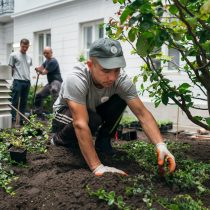 zieleń w mieście, zieleń, roślina, projektowanie roślin, projektowanie ogrodów, rośliny, krzewy, krzew, euonymus, trzmielina, grab, sadzenie roślin, sadzenie, usługa ogrodnicza