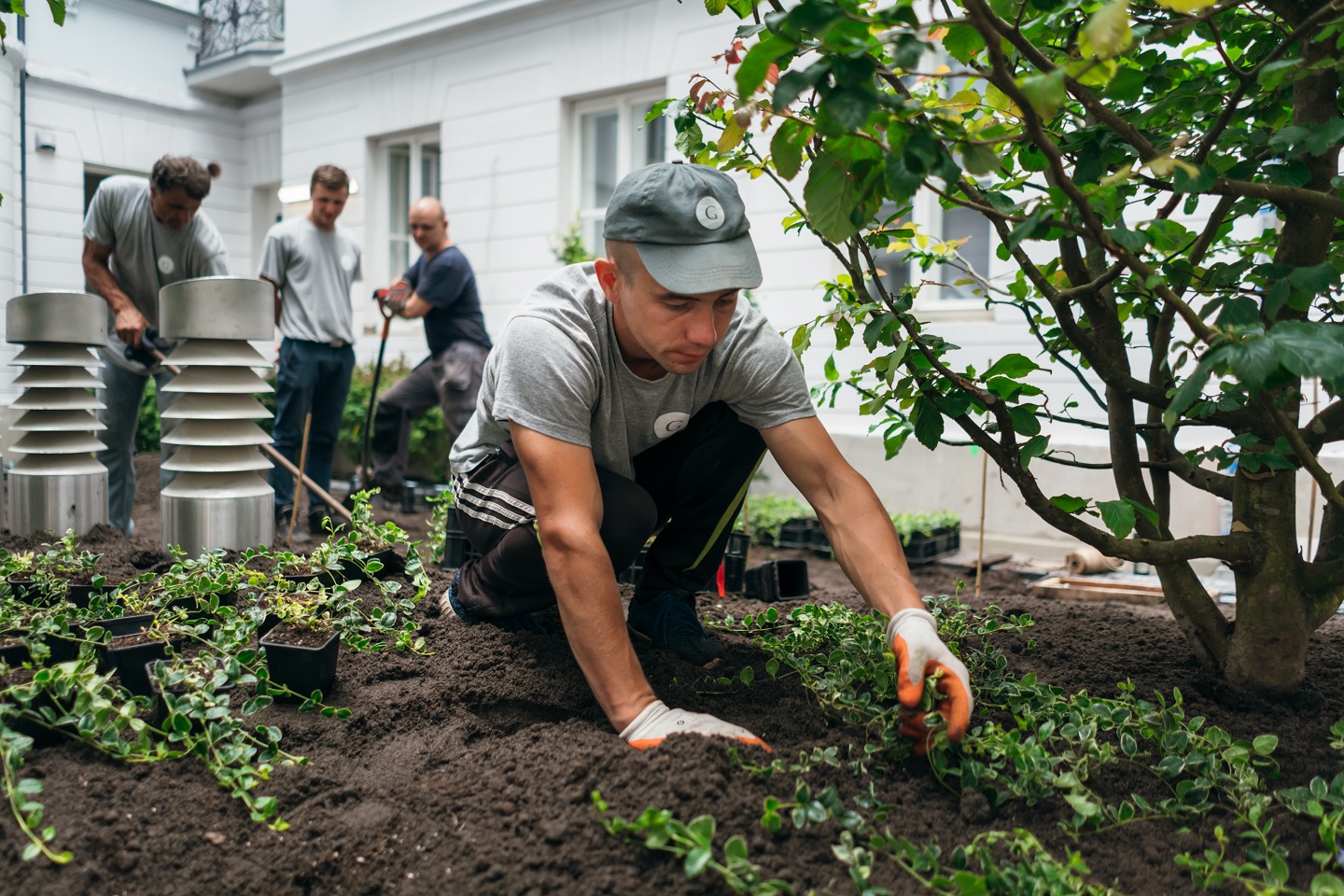 zieleń w mieście, zieleń, roślina, projektowanie roślin, projektowanie ogrodów, rośliny, krzewy, krzew, euonymus, trzmielina, grab, sadzenie roślin, sadzenie, usługa ogrodnicza