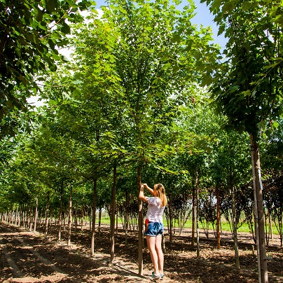 rośliny, drzewa, zielone drzewo, pole, wielkie drzewo, acer, acer rubrum armstrong, acer rubrum, klon czerwony, klon, zieleń, liściaste