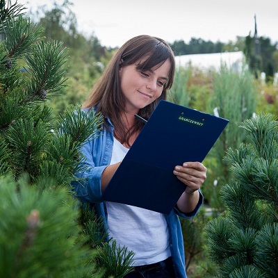 szkółka roślin, szkółka, rośliny, krzewy, usługa ogrodnicza, sosna, pinus, drzewa, projektowanie roślin, współpraca