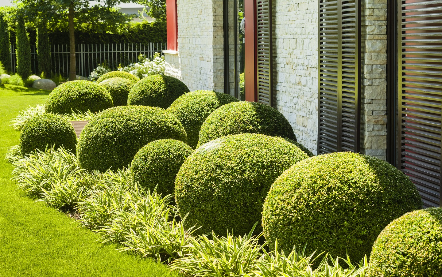 rośliny, roślina, ogród, kulki, kula, krzew, krzewy, trawy, usługa ogrodnicza, buxus, buxus sempervirens, bukszpan zwyczajny, bukszpan wieczniezielony